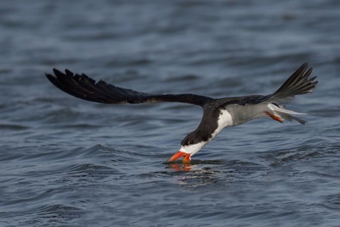 Black Skimmer (Rynchops niger) flying, California, USA