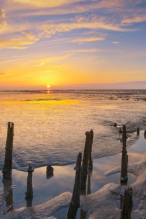 View of old rotten stakes in the Wadden Sea at low tide at sunset, National Park, Unesco, World