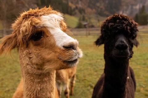 A serene image capturing two distinctively colored alpacas grazing in a lush field in the Austrian
