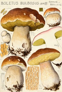 Mushroom, mushrooms, Boletus bulbosus, common boletus, authentic reproduction of an illustration by