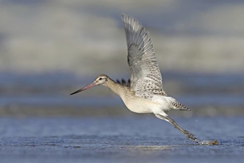 Bar-tailed Godwit (Limosa lapponica), Netherlands