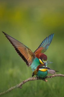 European Bee-eater (Merops apiaster) pair mating, Bulgaria