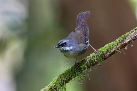 White-browed Scrubwren (Sericornis frontalis), Victoria, Australia