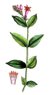 Spigelia marilandica, ipecac, digital reproduction of a historical original, between 1790 and 1810