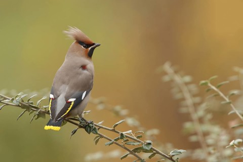 Bohemian Waxwing (Bombycilla garrulus), Amstelveen, Netherlands