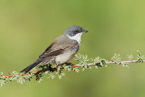 Lesser Whitethroat (Sylvia curruca), Eilat, Israel