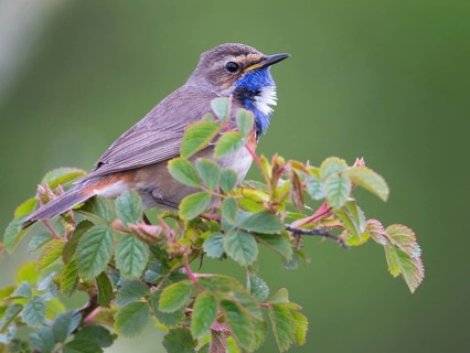 Bluethroat (Luscinia svecica cyanecula) male perched on a branch, Texel, Netherlands