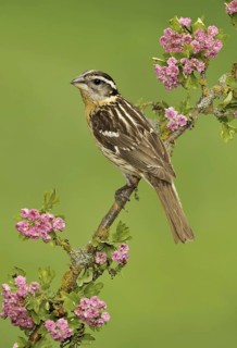 Black-headed Grosbeak (Pheucticus melanocephalus) female, British Columbia, Canada
