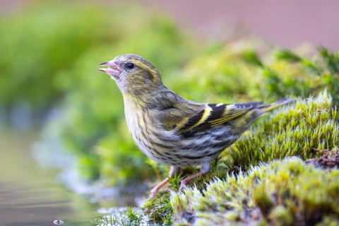 Eurasian Siskin (Spinus spinus) female at a waterhole, North Rhine-Westphalia, Germany