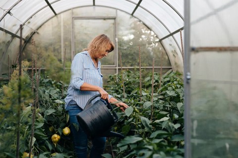 A woman carefully waters green plants inside a spacious greenhouse, fostering growth and vitality.