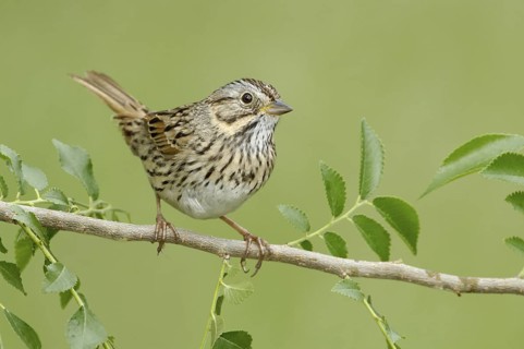 Lincoln's Sparrow (Melospiza lincolnii), Texas, USA