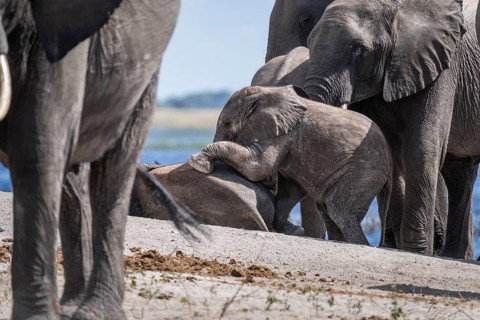 Baby elephant (Loxodonta africana) crawling onto another young elephant surrounded by the elephant