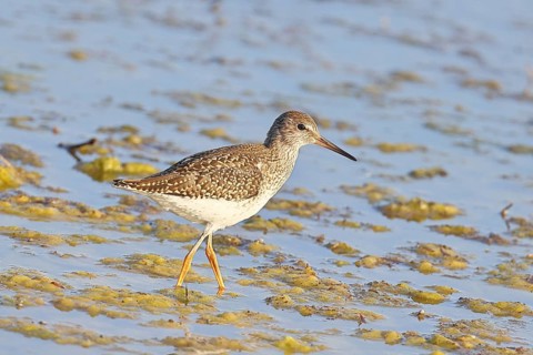 Redshank (Tringa totanus) walking in the silt on the shore, Ziggsee, Lake Neusiedl National Park,