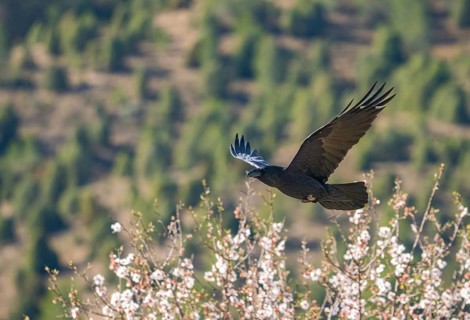 A common raven gracefully soars above a scenic landscape with flowering trees and a blurred forest