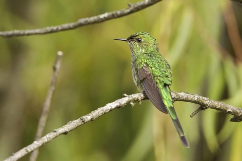 Green-tailed Trainbearer (Lesbia nuna), Ecuador