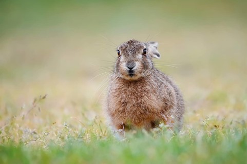 European hare (Lepus europaeus), young animal sitting in a meadow, North Rhine-Westphalia, Germany