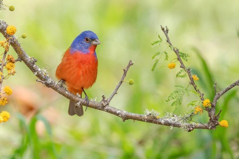 Painted Bunting (Passerina ciris) male perched on a branch, Texas, USA
