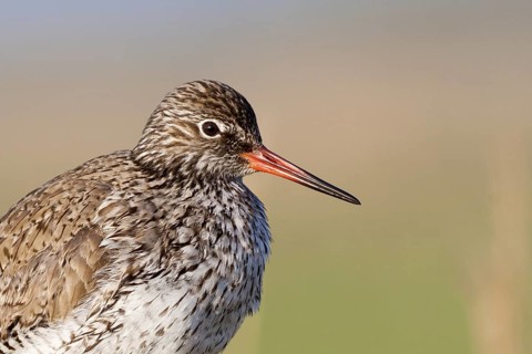 Common Redshank (Tringa totanus), Schleswig-Holstein, Germany