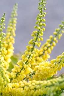 Mahonia (Mahonia × media 'Winter Sun'), Artmeyer Pflanzenforum, Germany