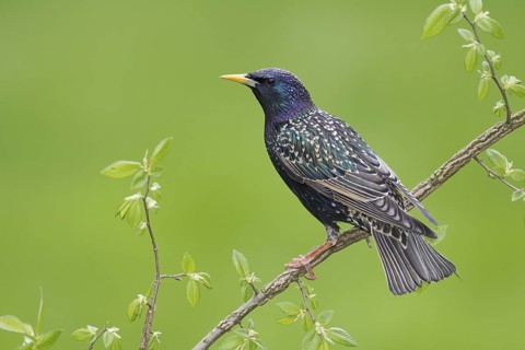 Common Starling (Sturnus vulgaris), Brandenburg, Germany