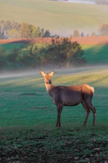 An Altai maral hind Altai wapiti or Altai elk (Cervus canadensis sibiricus) stands partially lit by