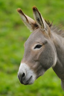 A donkey in lateral profile in front of a green background, domestic donkey (Equus asinus asinus),