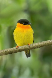 Orange-collared Manakin (Manacus aurantiacus) perched on a branch in Panama