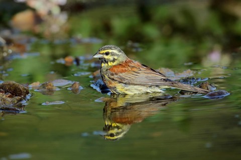 Cirl Bunting (Emberiza cirlus) male at waterhole, Andalusia, Spain