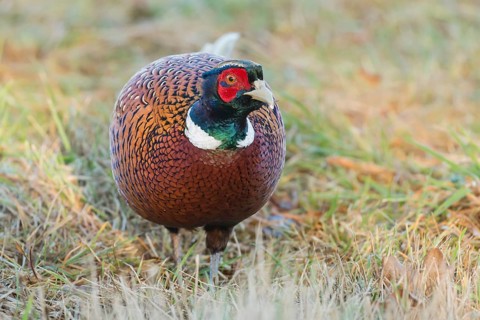 Common Pheasant (Phasianus colchicus) male, Lower Saxony, Germany