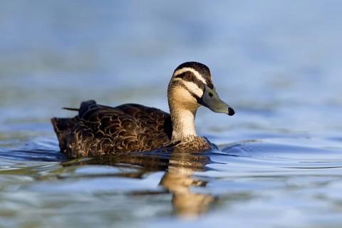 Pacific Black Duck (Anas superciliosa), Victoria, Australia