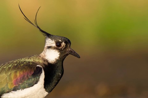 Northern Lapwing (Vanellus vanellus), Poland