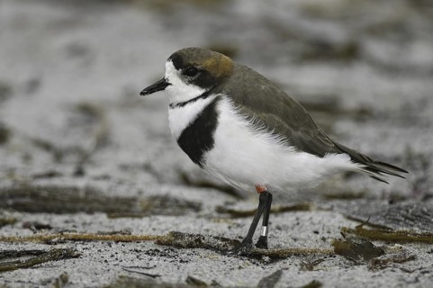 Two-banded Plover (Charadrius falklandicus), Falkland Islands