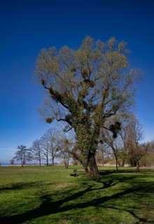 Mistletoe on pasture, Lochau, Vorarlberg, Lake Constance, Austria