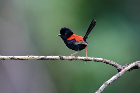 Red-backed Fairywren (Malurus melanocephalus) male perched on a branch, Queensland, Australia
