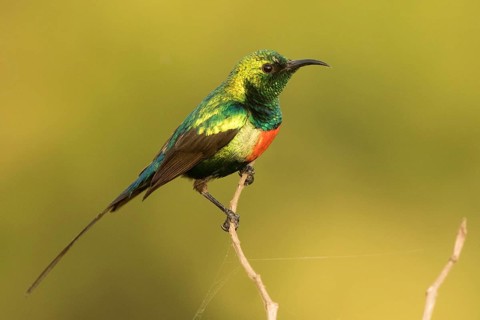 Beautiful Sunbird (Cinnyris pulchellus) male, Gambia