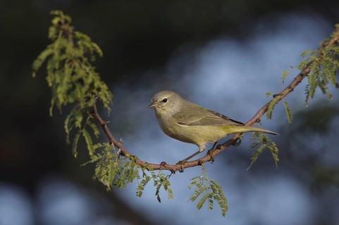 Orange-crowned Warbler (Leiothlypis celata), Texas, USA