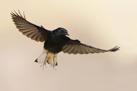 White-crowned Wheatear (Oenanthe leucopyga) juvenile flying, Eilat, Israel