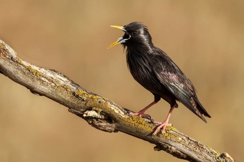 Spotless Starling (Sturnus unicolor), calling, Castile-La Mancha, Spain