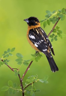 Black-headed Grosbeak (Pheucticus melanocephalus) male, British Columbia, Canada