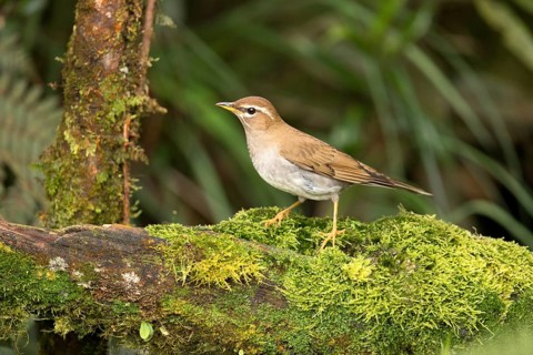 Grey-sided Thrush (Turdus feae) perched on a mossy log, Pahang, Malaysia