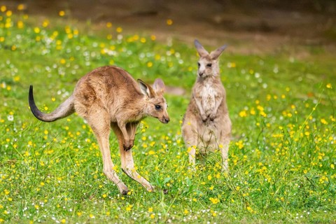 Eastern Gray Kangaroo (Macropus giganteus) youngster jumping on a meadow, captive, Germany