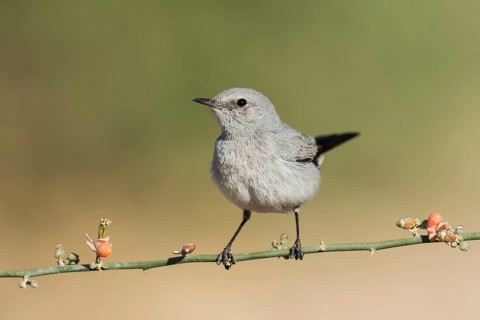 Blackstart (Oenanthe melanura), Eilat, Israel