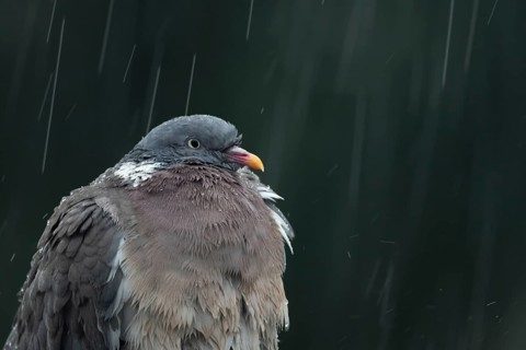 Wood pigeon (Columba palumbus) adult garden bird in a rain storm in summer, England, United Kingdom