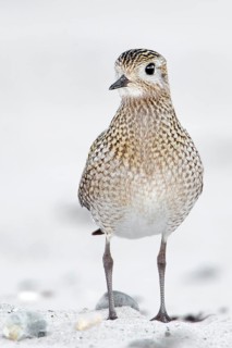 European Golden Plover (Pluvialis apricaria), Schleswig-Holstein, Germany