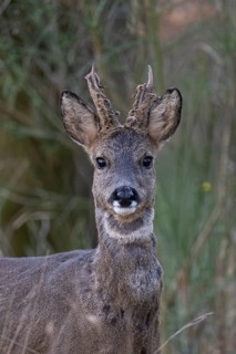 Roebuck in spring, Bitburg, Rhineland-Palatinate, Germany