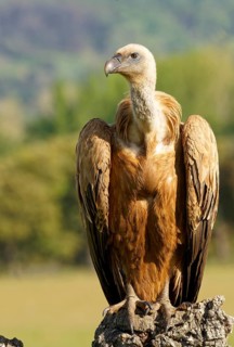 Griffon Vulture (Gyps fulvus) portrait, Castilla-La Mancha, Spain