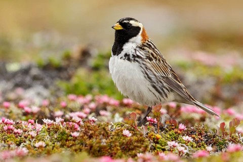 Lapland Longspur (Calcarius lapponicus) perched on the tundra in Nome, Alaska