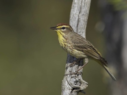 Palm Warbler (Setophaga palmarum palmarum), Michigan, USA