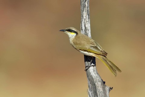 Singing Honeyeater (Gavicalis virescens) perched on a branch, Northern Territory, Australia