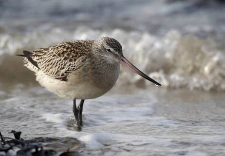 Bar-tailed Godwit (Limosa lapponica) foraging, Schleswig-Holstein, Germany